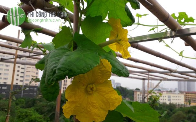 Cách làm giàn mướp bằng tre trên sân thượng