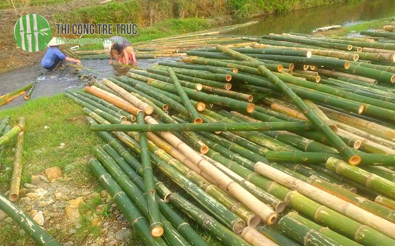 Những cách chống mối mọt cho tre trúc hiệu quả tốt nhất