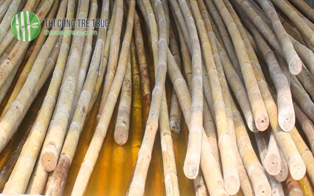 Những cách chống mối mọt cho tre trúc hiệu quả tốt nhất